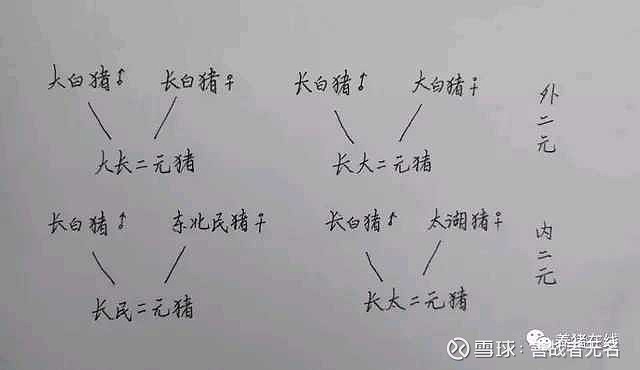 什么是“二元猪”“三元猪”“内三元猪”“回交二元猪”? $牧原股份(SZ002714)$ 很多新的养猪朋友经常会碰到关于“二元猪”“三元猪 ...