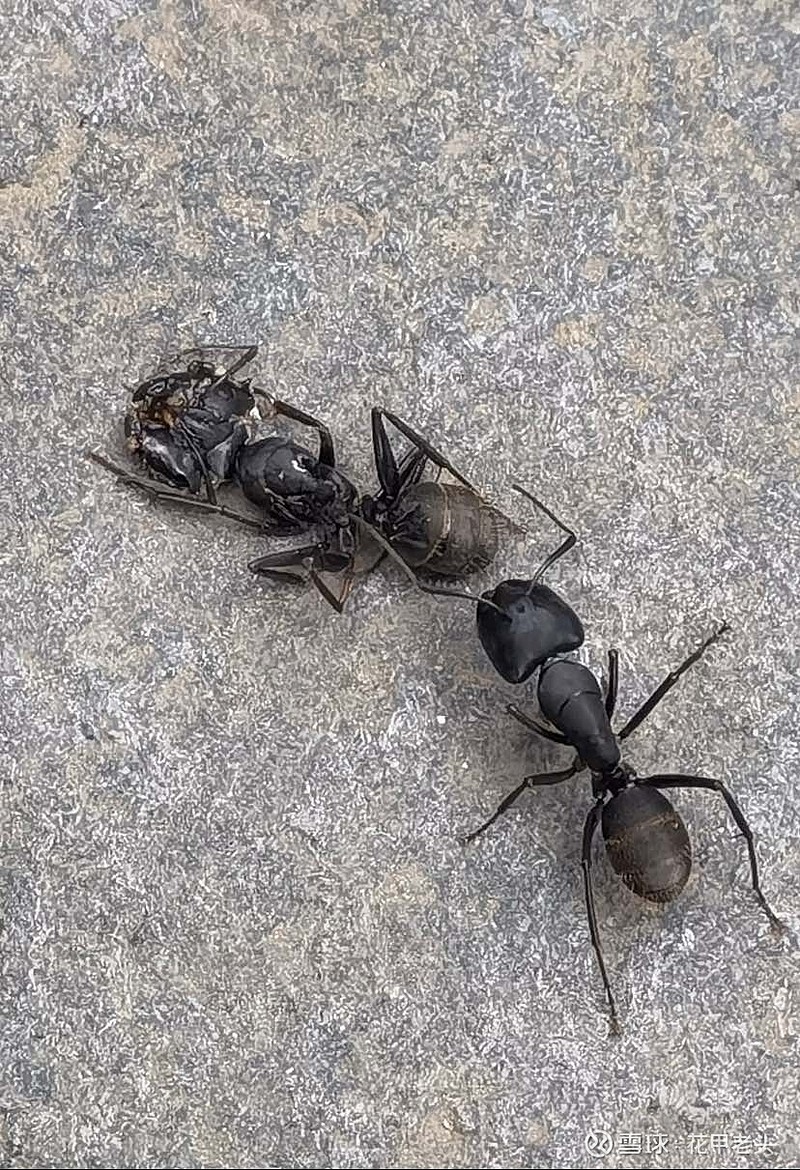 蝼蚁尚且如此,其实人生没什么不同,只是时间相对长些.