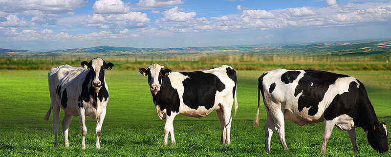 蒙牛乳业分析——高确定性的现金奶牛