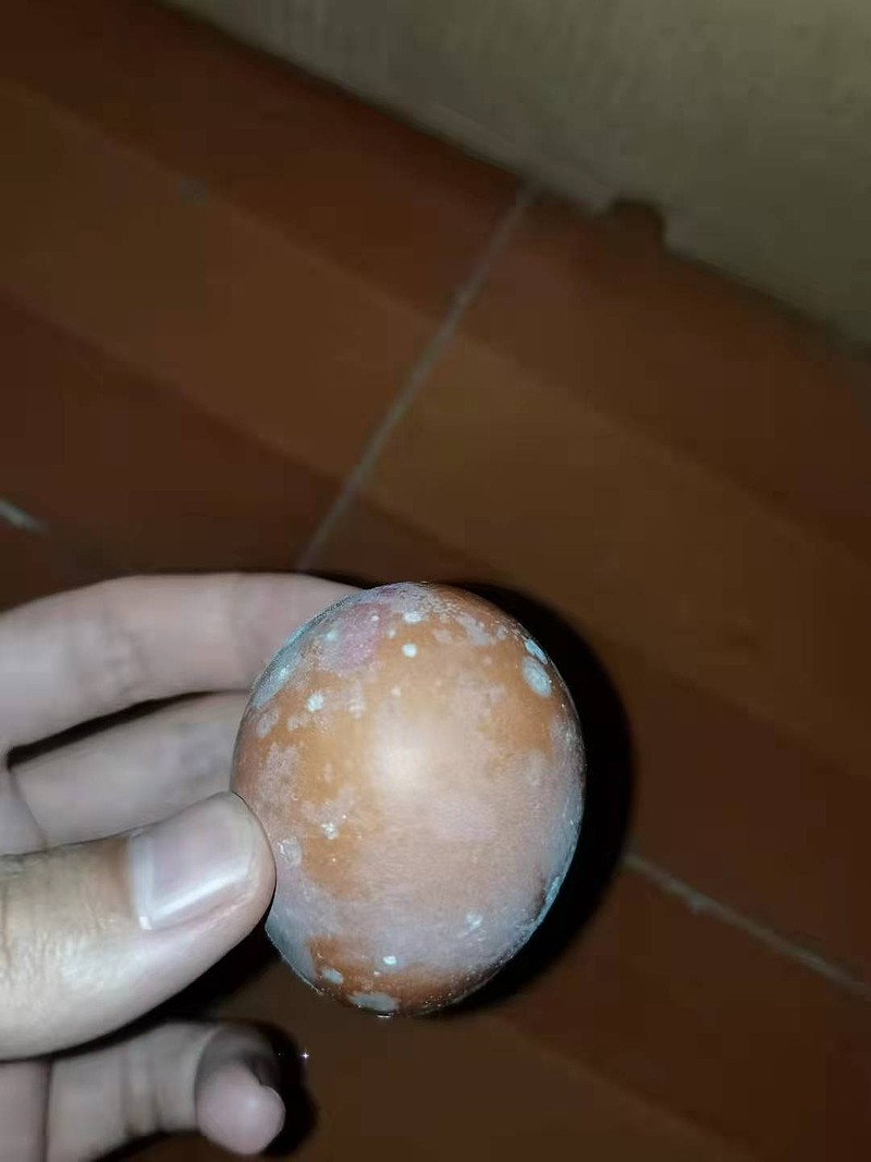 $碧水源(sz300070)$ 请大家观看德青源的长蛆鸡蛋!