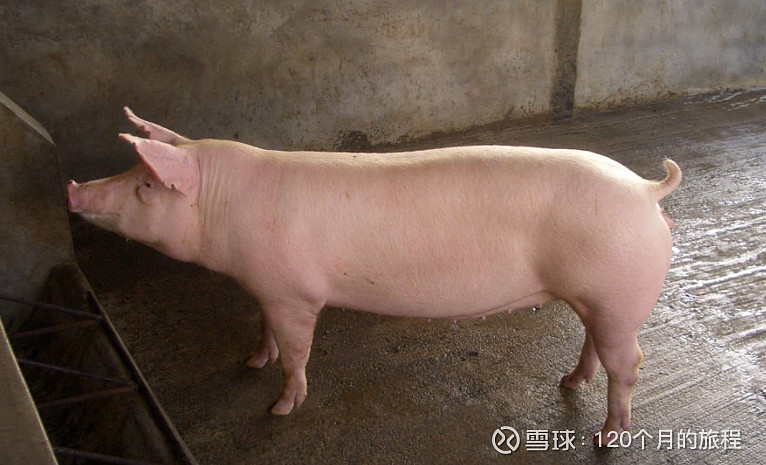 详细说明一只商品出栏猪的前世今生 $中粮家佳康(01610)$ $牧原股份