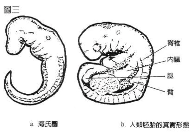 胚层逆转图片