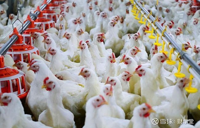 全球告急肯德基无鸡可炸龙头大涨20cm网友神评论