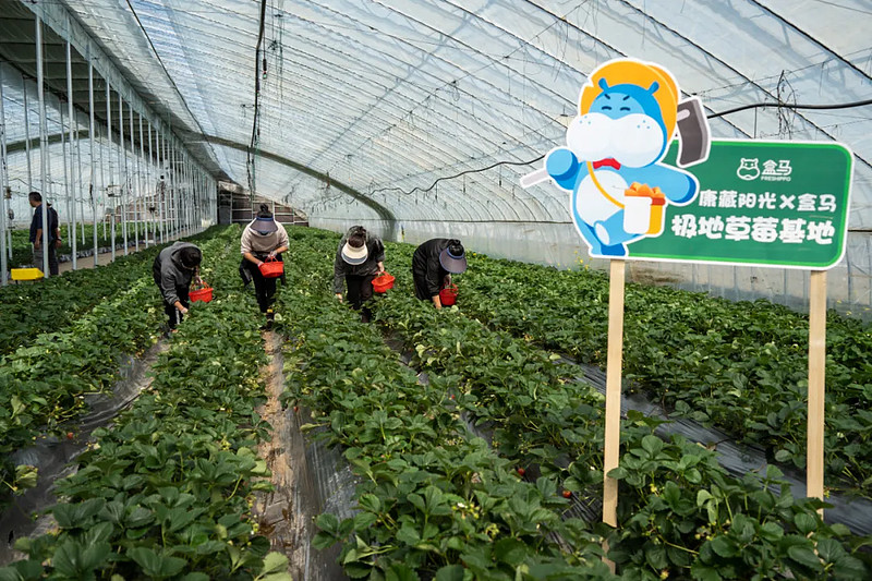 十一餐桌上,多了一抹红-科记汇