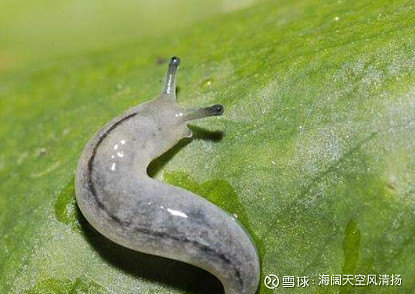 最近在读《物种的起源》,发现了这货,惊为天虫.海蛞蝓属于雌雄同.