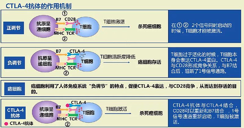 antigen 4,ctla-4)是表達於活化的t細胞表面的一種跨膜蛋白,作用於