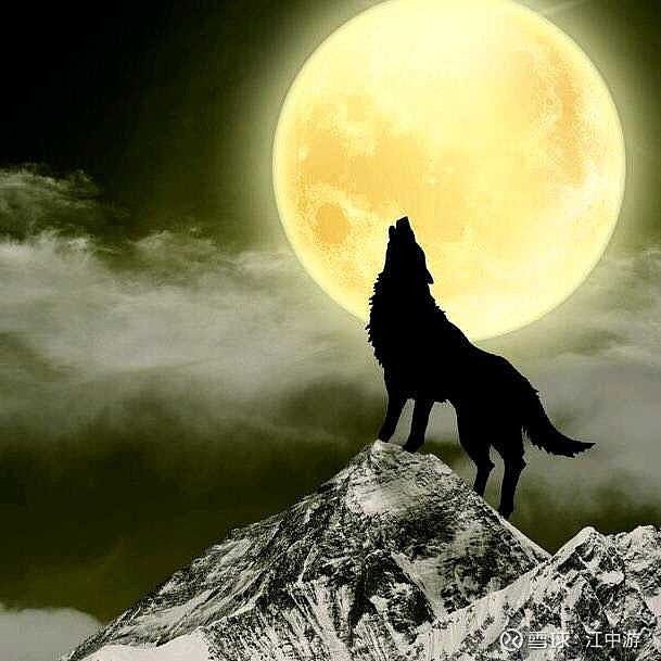 守候一只股票就像独狼在月明之夜独立的站在高高的山岗上孤独而又理智