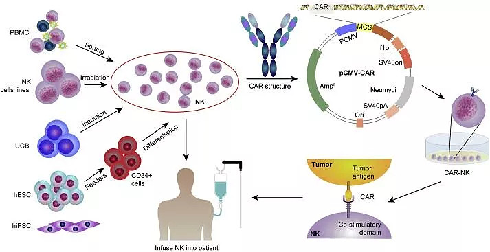 car-nk细胞疗法