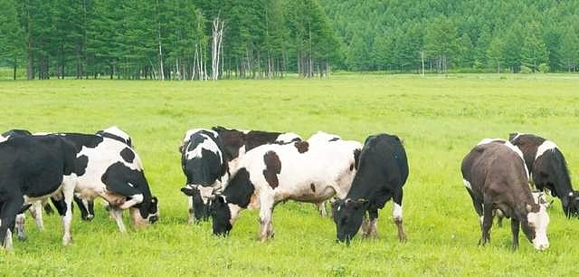 保护生物多样性蒙牛不只关心牛