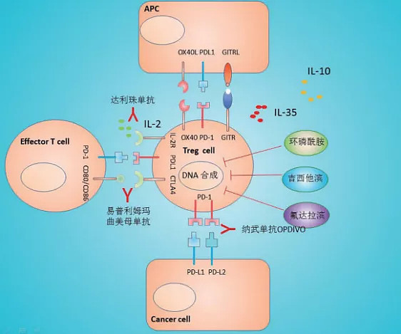 treg細胞與cd25