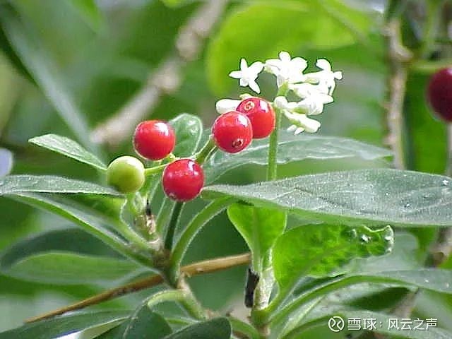吐根,或者说吐根酊(ipecac)是从南美洲茜草科的小灌木  cephaelis