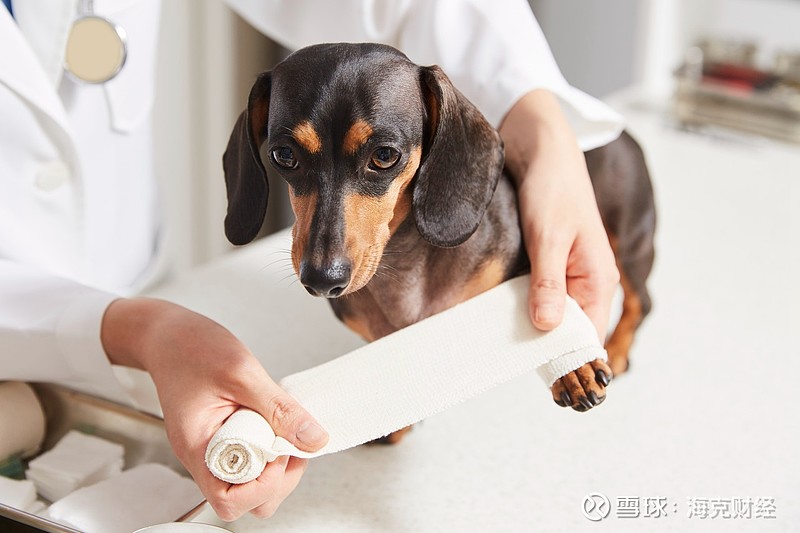 网络风起中国市场正在线上快速复制欧美宠物行业的过去.