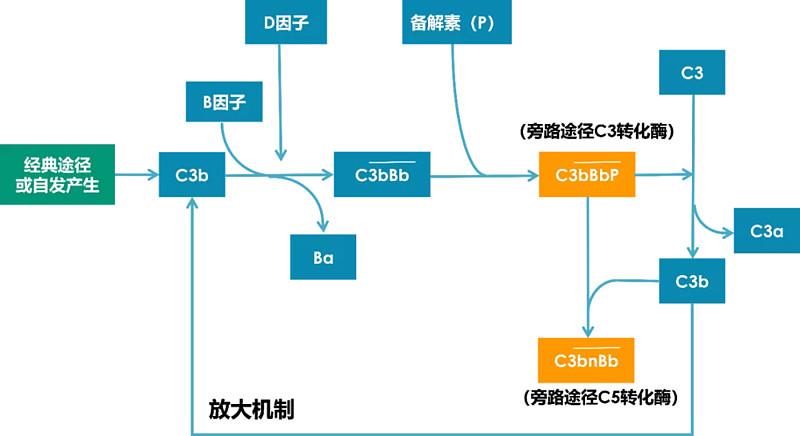二 | 补体的激活途径