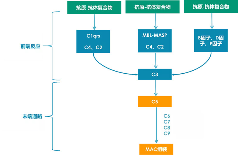 二 | 补体的激活途径