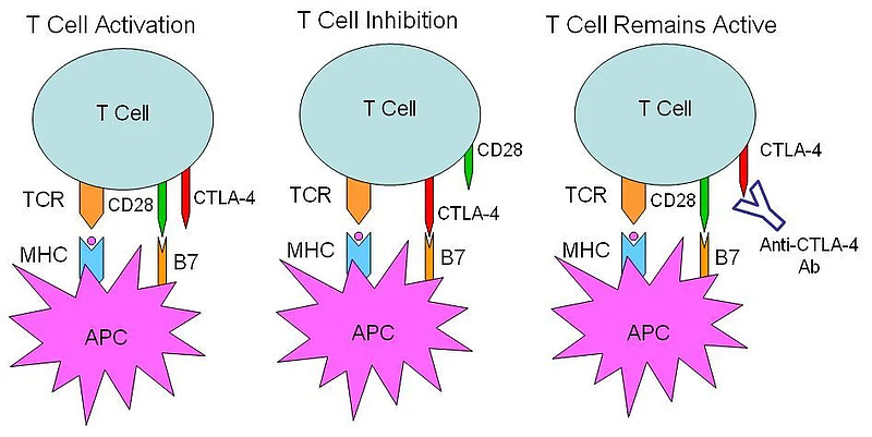 宜明昂科抗ctla4单抗获批临床强adcc效应是否合理