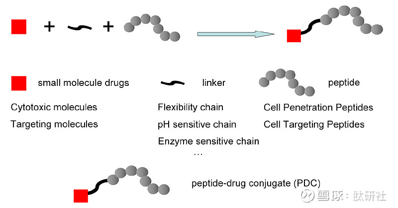 相對於adc 來說,它是靠10個左右氨基酸的肽鏈靶向腫瘤細胞,所以不會
