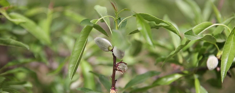 山東種植巴旦木需要投入多大種植收益好嗎