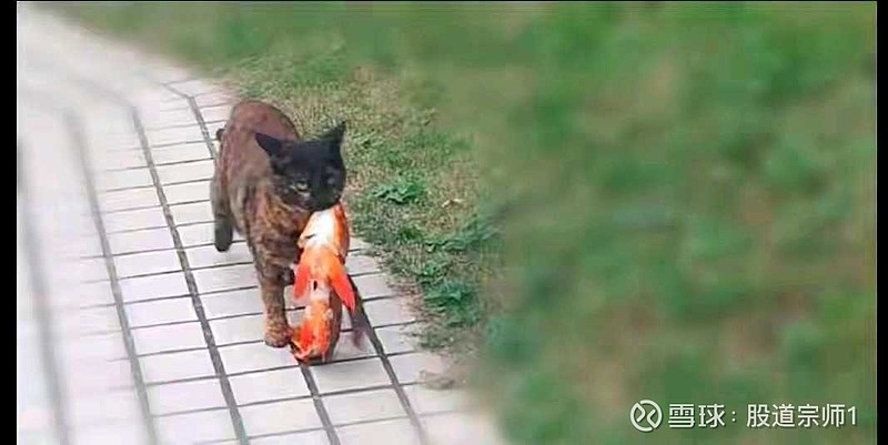 再也找不到那只流浪猫了,有点施施然反回自己的家,到了门口发现一条鱼
