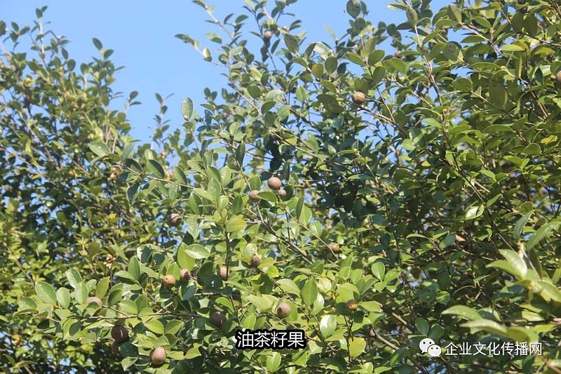 我们这里栽培油茶树有1800多年历史了,被国家命名为"中国油茶之乡.