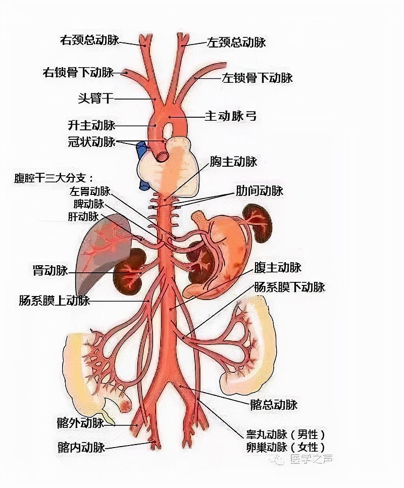 心脉医疗——国产替代,脉向未来 欢迎关注我们,这是