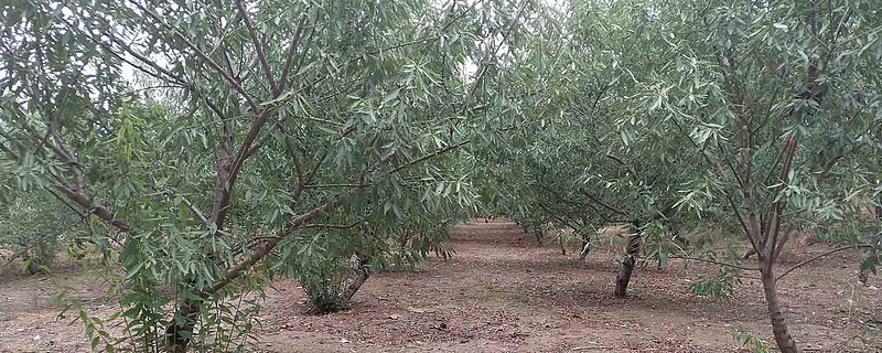 七月份鮮果成熟,第三年鮮果產量在600-800斤左右,巴旦木生長成枝能力