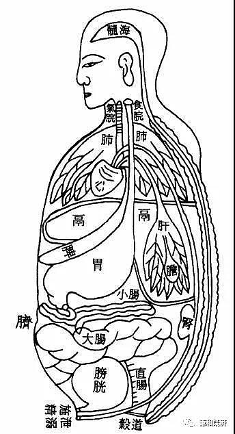 古人对左肝右肺体系的执念,到底是无知还是真理,道的大象和数的极值