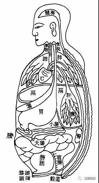 人体五脏六腑位置图_人体五脏六腑构造图表_人体五脏位置图解