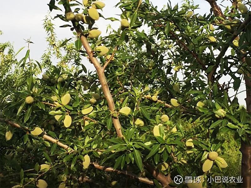 江蘇巴旦木種植幾年能結果一年澆水幾次比較合適