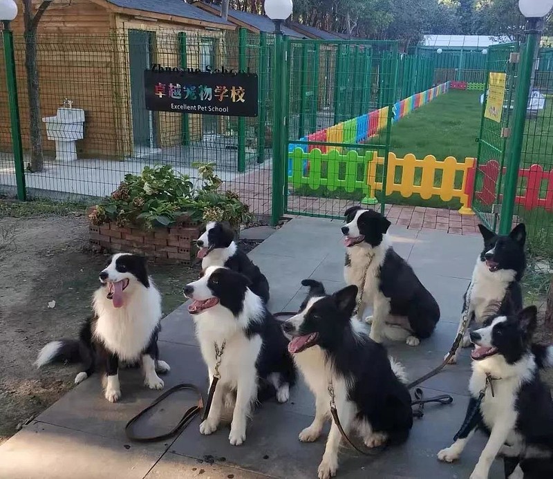 在苏州一家名为"卓越宠物学校"的教室里,6条狗排排坐好,一位训犬师站