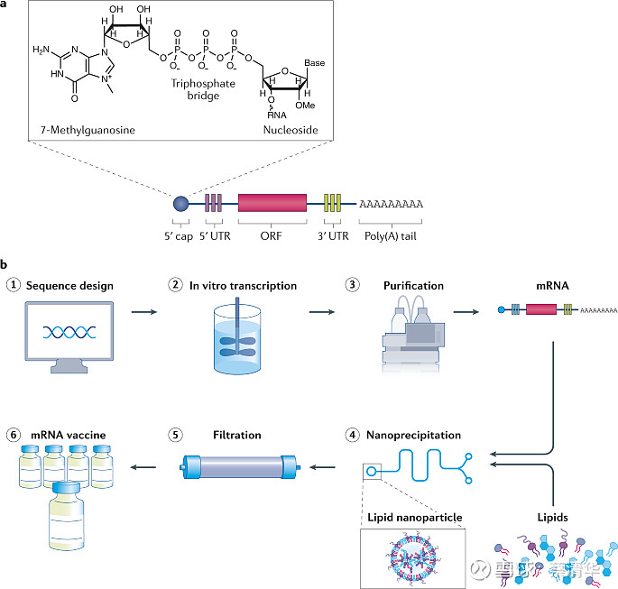 用于传染病的mrna疫苗原理递送和临床转化