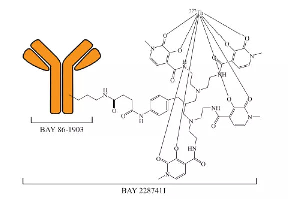 主要是由介導靶向定位作用的抗體,連接臂,螯合物和放射性同位素構成
