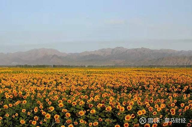 南依黃河,北靠陰山,地處亞洲一首制自流灌溉渠——河套平原腹地