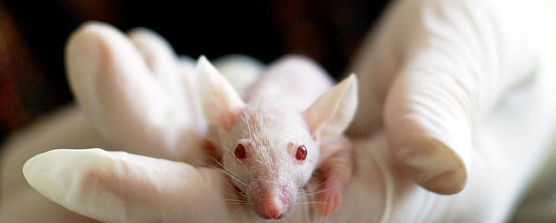 南模生物首日破发鼠之错还是人之过