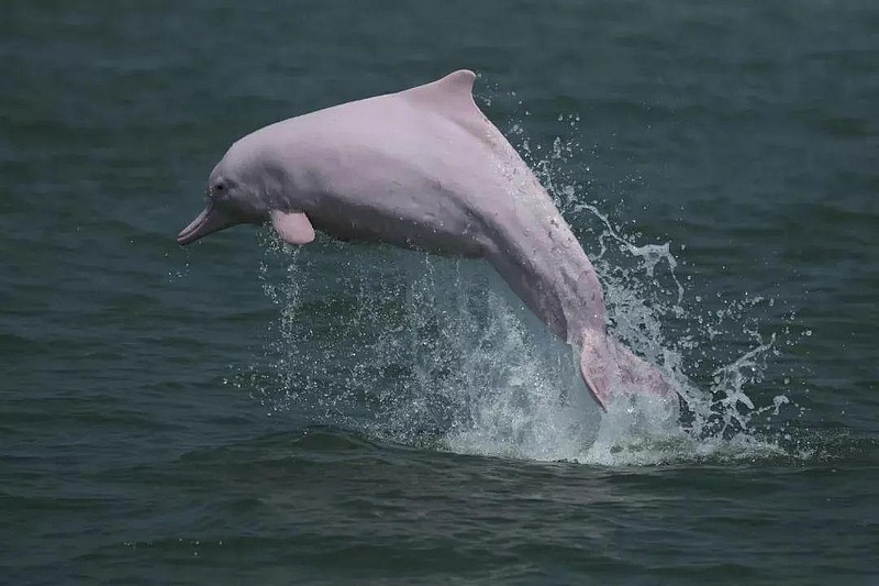 例如一种被称为"海上大熊猫"的豚类——中华白海豚,又叫印太洋驼海豚