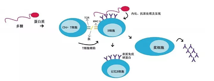 国内首款康希诺四价脑膜炎结合疫苗获批上市