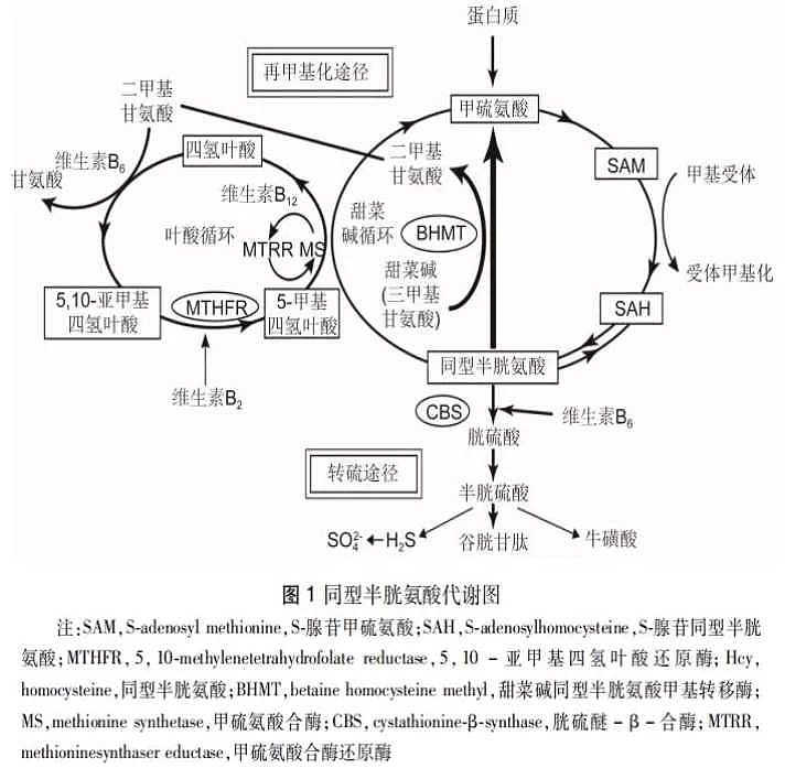 高同型半胱氨酸血症诊疗专家共识 01 概述 同型半胱氨酸 homocysteine Hcy 简称：血同 是一种含硫氨基酸,是甲硫氨酸脱甲基后的产物... 雪球