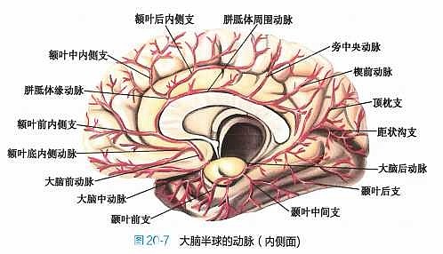 颈内动脉体表投影图片