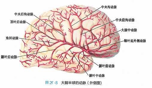 脑和脊髓的血管
