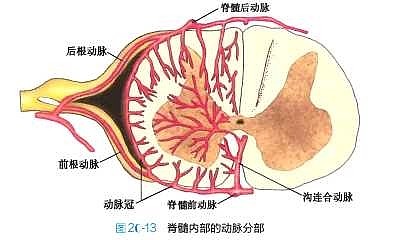 由于左,右椎动脉入颅后很快合并成一条基底动脉,.