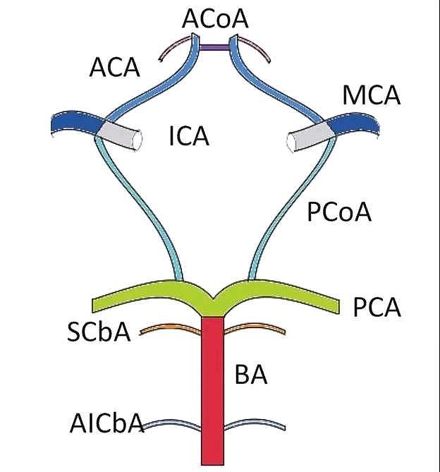 大脑willis环组成图片
