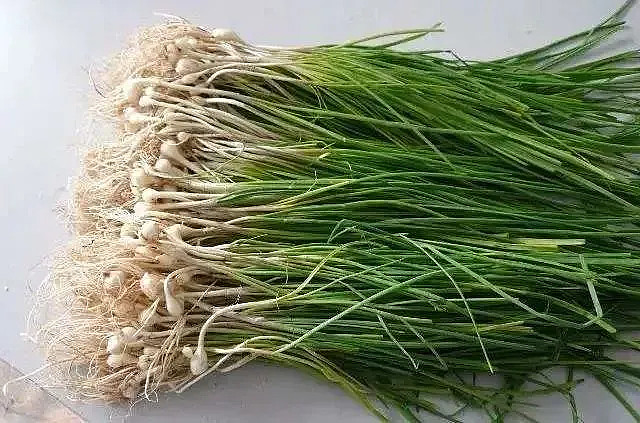 这个小头蒜可以通阳散结治疗心胸疼痛