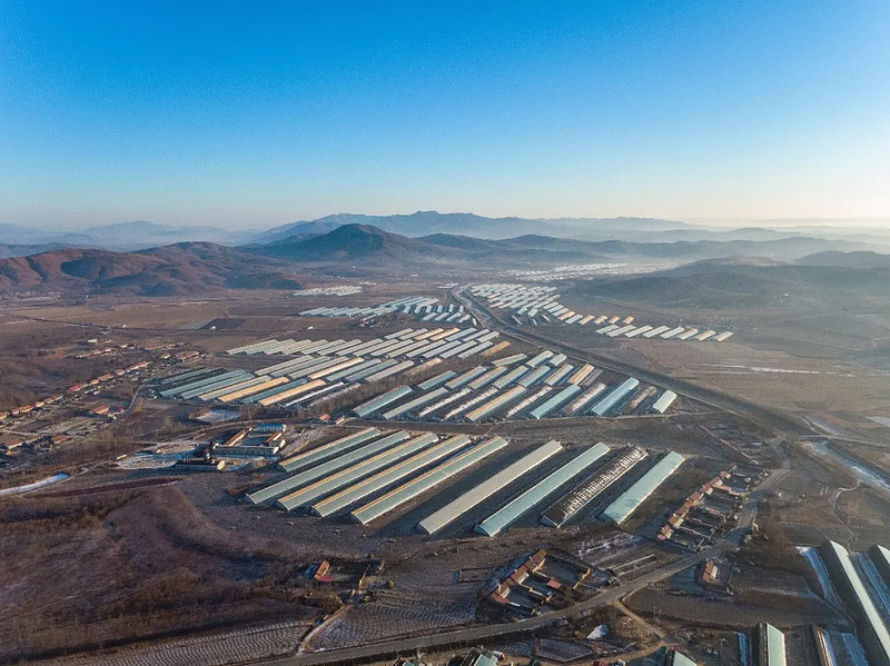 爆款新年货丹东草莓诞生记