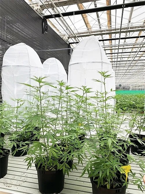 云南白药成功引进优质工业大麻科研繁育种源