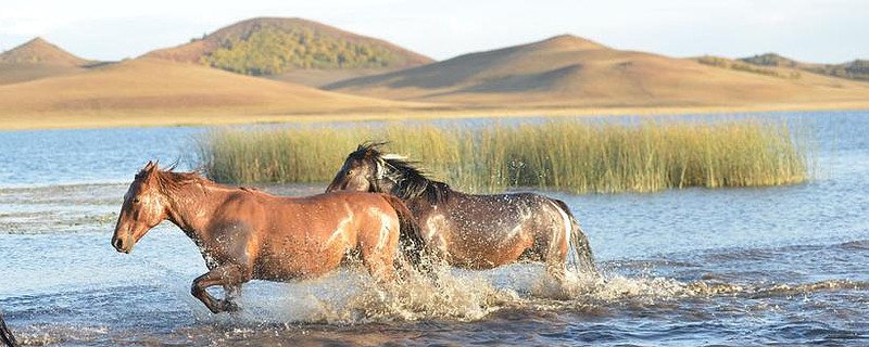 不要去追一匹马,用追马的时间种草,待到春暖花开时