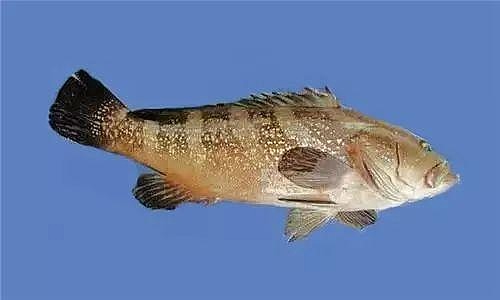 这36种石斑鱼能认识一半堪称大神