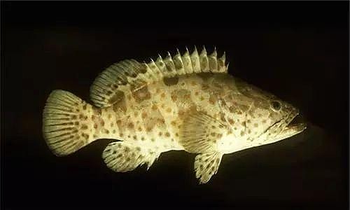 石斑另外除了红蓝瓜子斑外还有一种更为罕见的白色品种,称为白瓜子斑