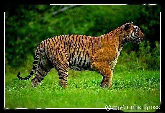 虎王拉贾的麒麟臂