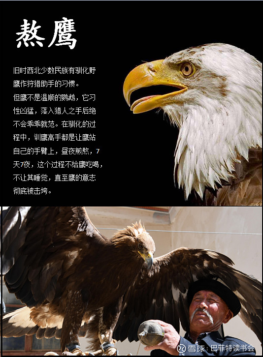熬鹰驯化的难点是7天7夜的过程中训鹰人不能有丝毫松懈、不能睡觉,必须一直保持对眼僵持,否则,鹰就会看到希望恢复锐气,结果... - 雪球
