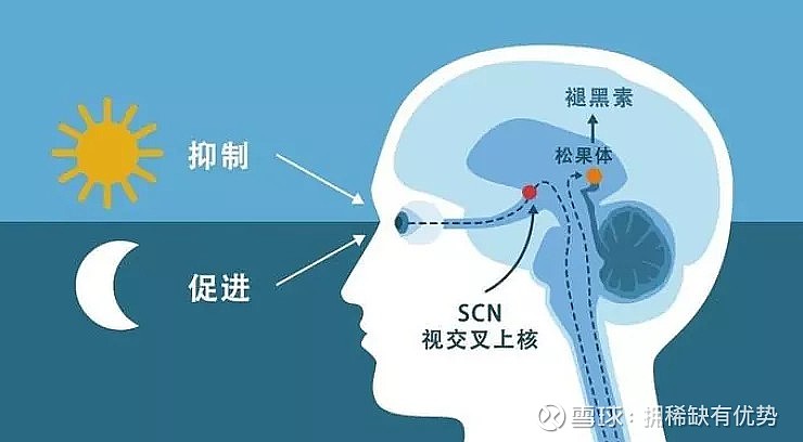 褪黑素pop图片