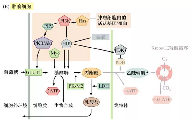 癌生物学小知识肿瘤细胞中不同的糖代谢途径